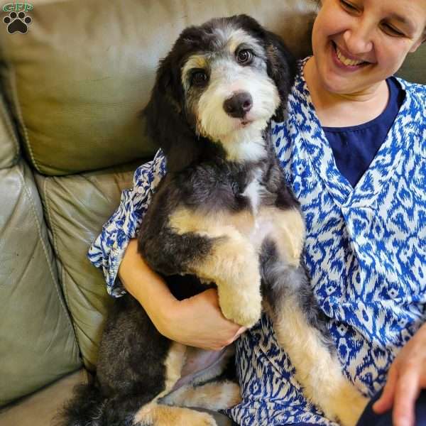TRISHA, Australian Mountain Doodle Puppy